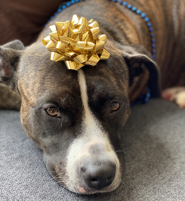Melody, a brindle pitbull, with a gold bow on her head