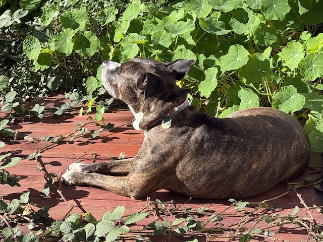 Melody sunbathing on a deck, surrounded by vines