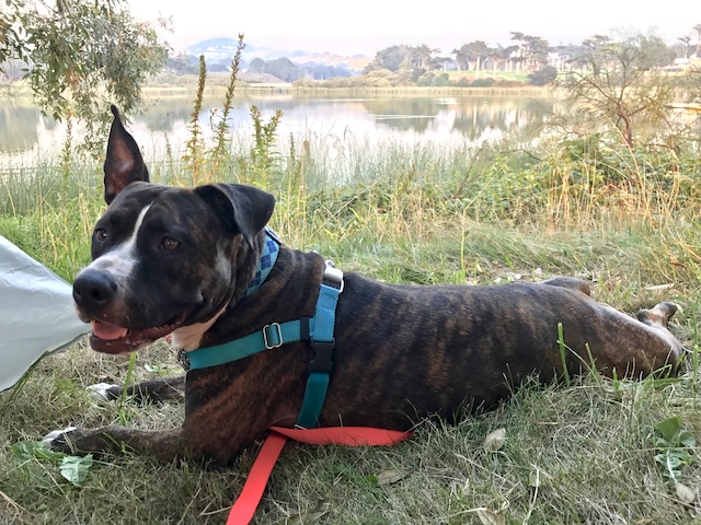 Melody laying in the grass outdoors in front of a lake, with a blue chest harness on