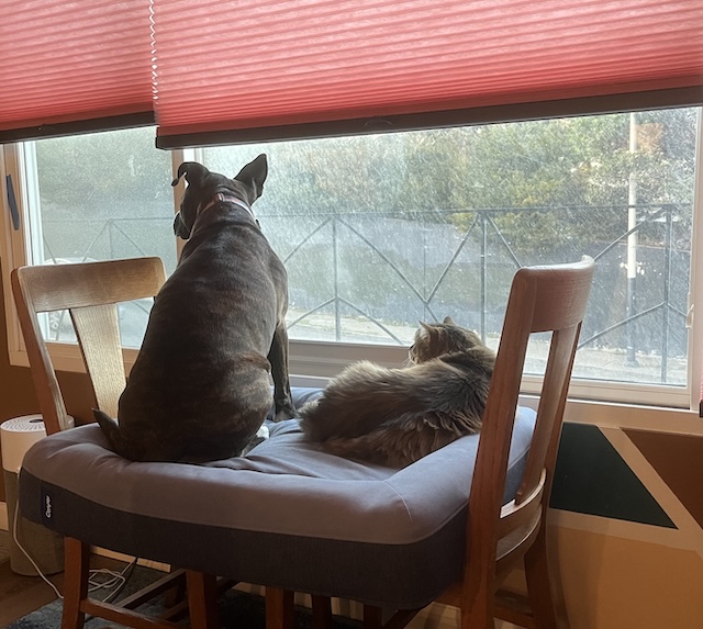 Melody sharing a dog bed with a cat. Both are looking out the window